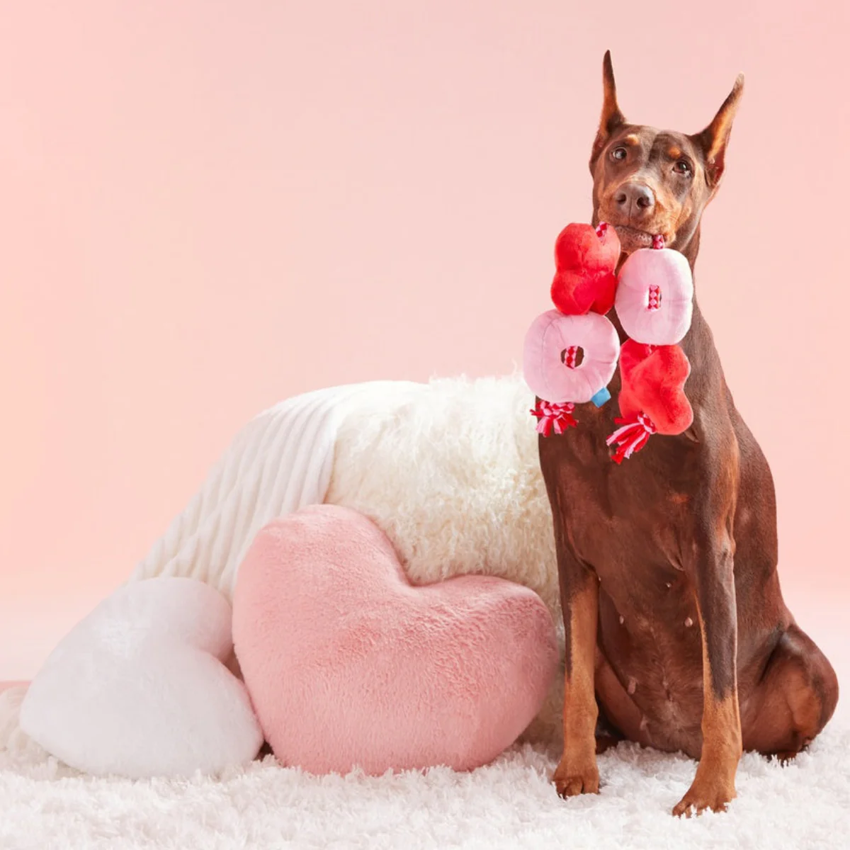 XOXO Rope Tug Plush Tug Dog Toy - Image 2